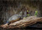 Kate Unwin_The sun bather [ Terrapin ].jpg